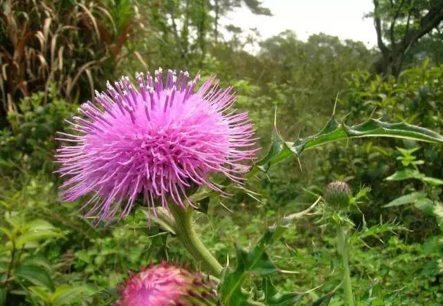 盤點農村路邊常見的野花野草,你天天見卻還叫不出名字