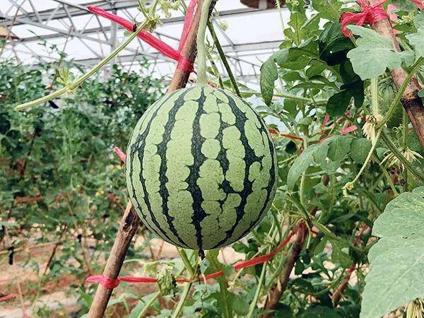 黄小玉是园区水果中的受宠之王