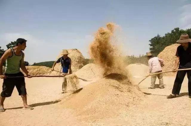 致麦收:小时候农村收麦子的场景