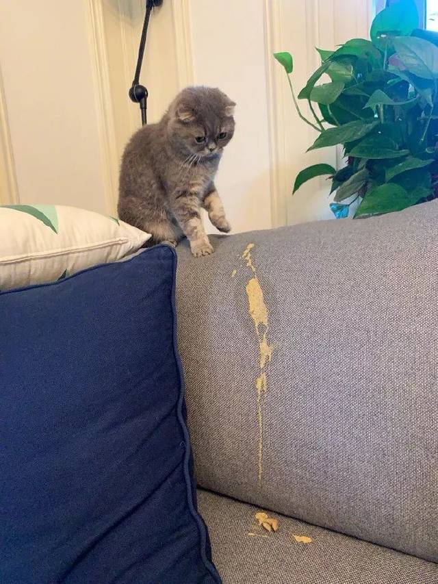 气哭了,猫把毛球吐沙发上了!它第一次吐在沙发上,猫没事,就是学坏了!!