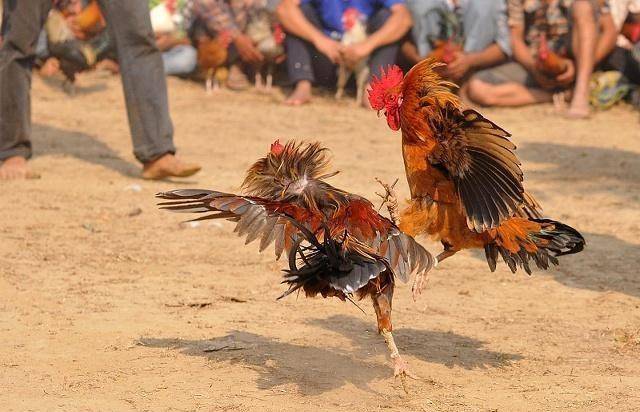 英国国王最喜欢的比赛项目——斗鸡