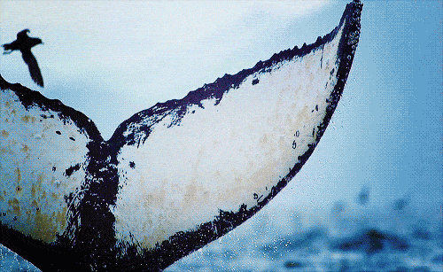 一只侧腕水母,把阳光变幻成身上缤纷的色彩