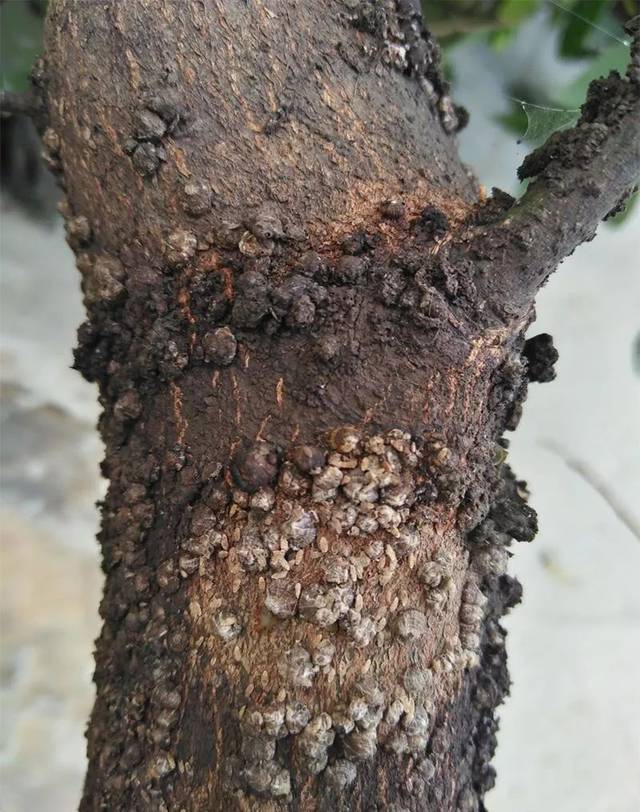 香樟树黑斑病图片