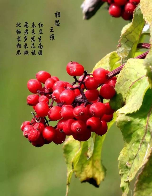 红豆生南国图片高清图片