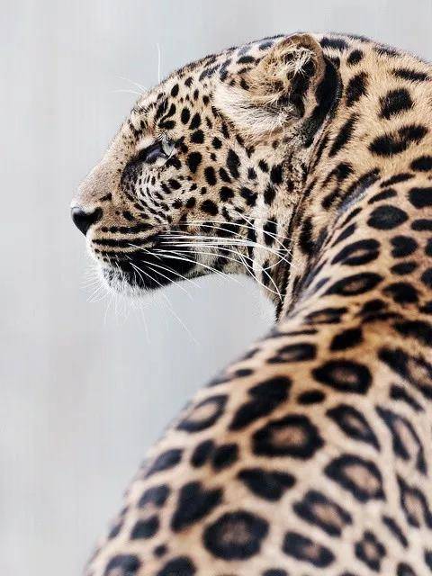 Leopard print