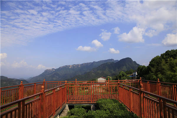 嫘祖镇|景观茶园风采绽放