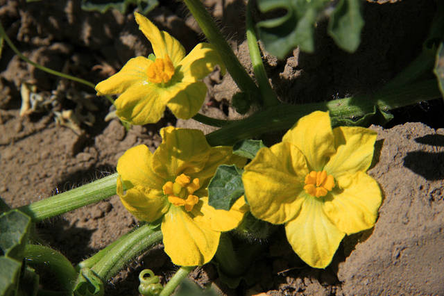 米瓜,拒绝孟山都,给你小时候的味道