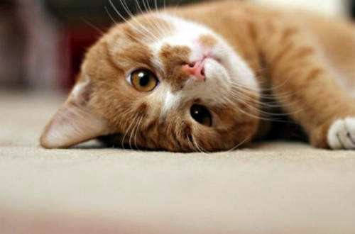 【喵咪物语】猫咪拉肚子爱喝水走来走去