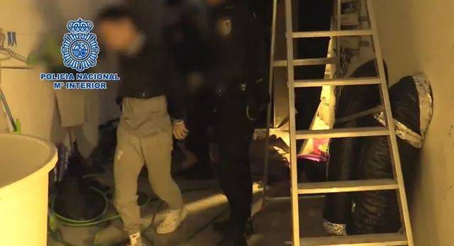 【西班牙】警方突袭华人大麻园,被救黑工:护照