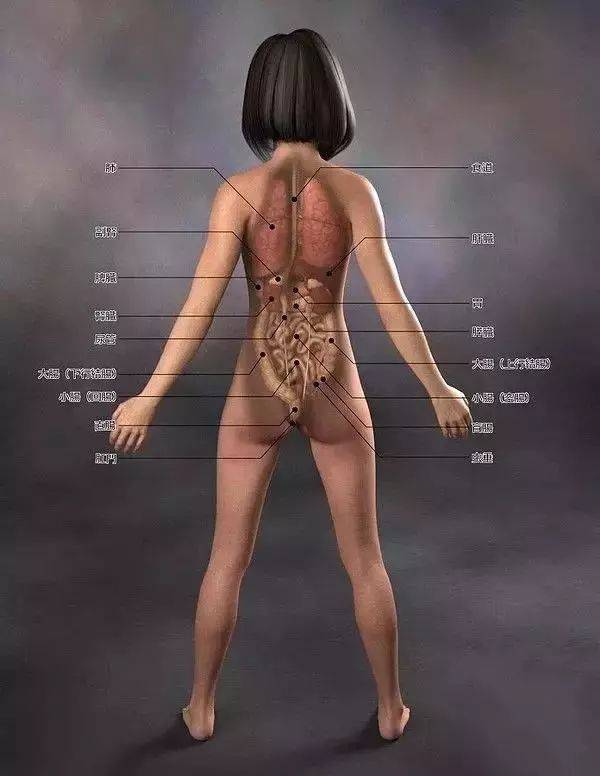 日本医学女性人体解剖图3D_手机搜狐网