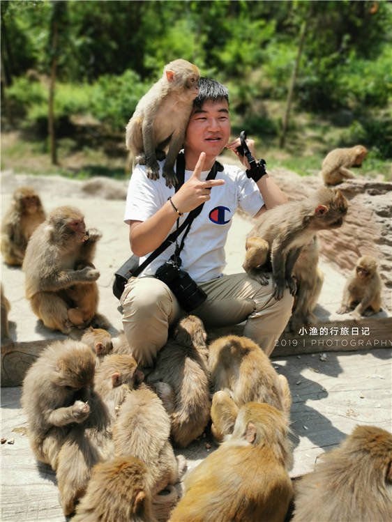 太牛了!一声"集合",所有游客都愣住了!结果跑来3000多只猴子