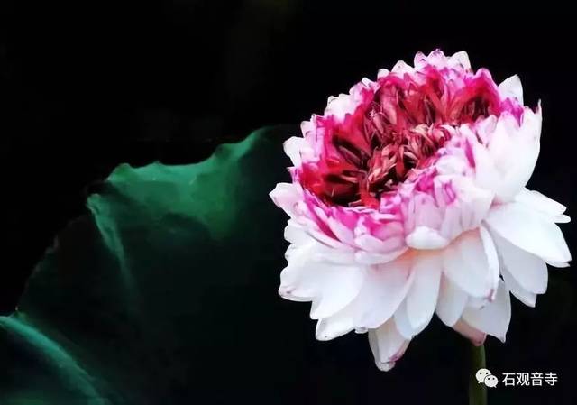 观音山中央的千叶莲池里,青荷初露,生机甫现,仿佛令人已见千叶莲花