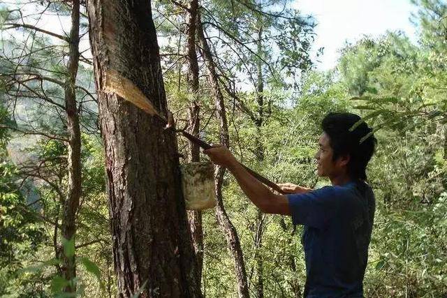 ①采割松脂