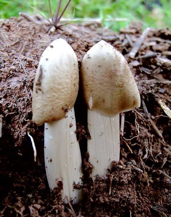 荔枝菌  只有一种菌能称 "岭南菌王",那就是从化的五月菇又称为荔枝菌