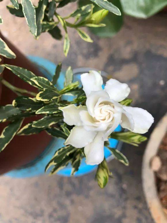 晒图| 花友家的金边栀子花满头花苞,"会不会累死?