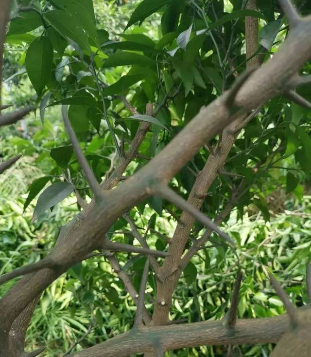 柑橘新品种"无核金诺"巨刺扎人,1万枝条卖15万元?专家:不值得推广!