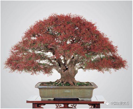 黄连木盆景养护与制作_手机搜狐网
