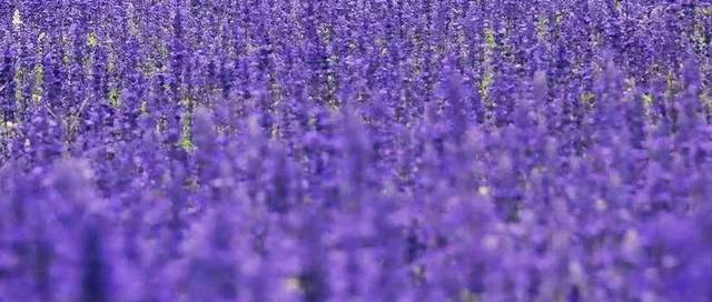 6月赏花主打紫色 中国醉美薰衣草已盛放 超越普罗旺斯 紫阳花不用去日本 Coco八仙花 时捷网