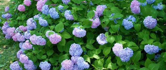 6月赏花主打紫色 中国醉美薰衣草已盛放 超越普罗旺斯 紫阳花不用去日本 Coco八仙花 时捷网