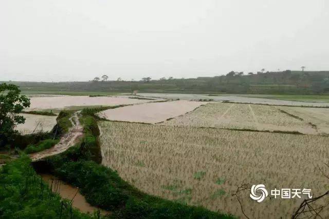 6月8日,受持續暴雨影響,貴溪市塘灣鎮唐甸夏家百合田被淹.李月異 攝