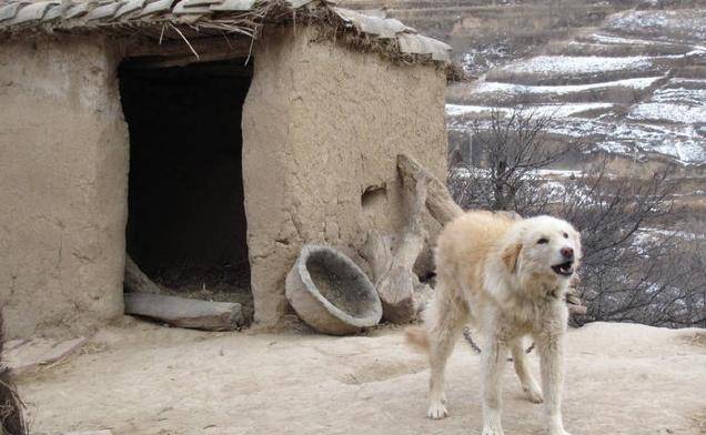 曾经活跃在农村大街小巷的"大笨狗"难道只能在记忆中搜寻了吗?