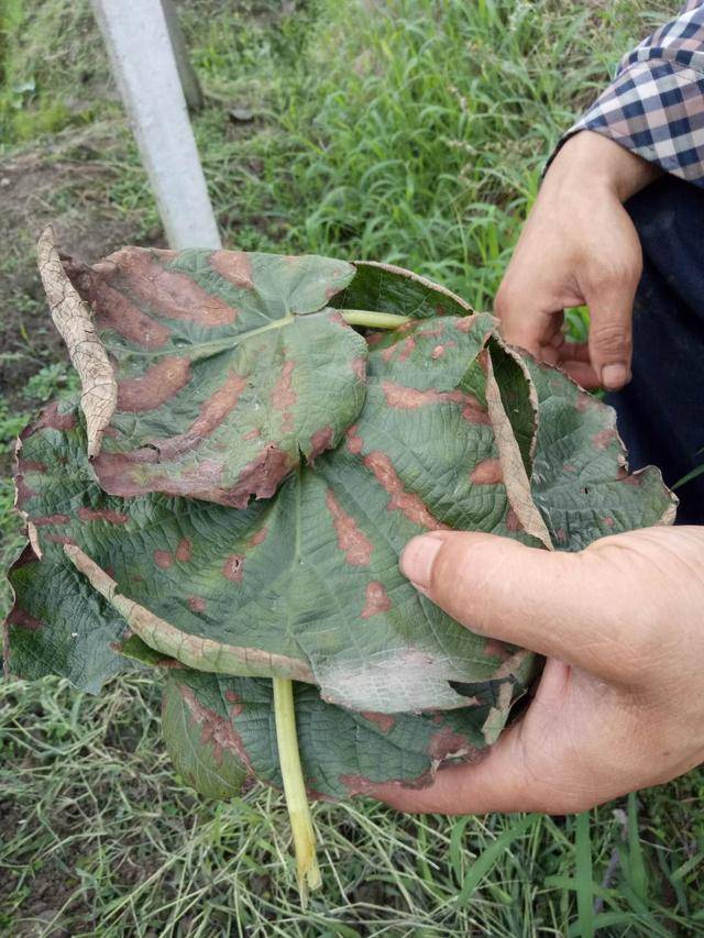 果树高温,日灼,如何做好防护措施_手机搜狐网