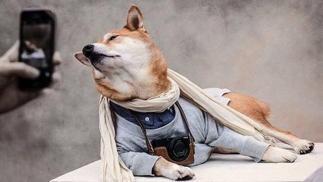 他们不懂得拒绝,短暂的一生完全仰赖自己的主人,他们带给我们的欢乐是