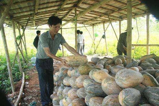 原创菜园子里面的南瓜开始拖蔓了,南瓜要不要进行打顶掐头呢