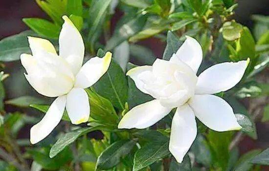 栀子!大兴"香飘飘"!