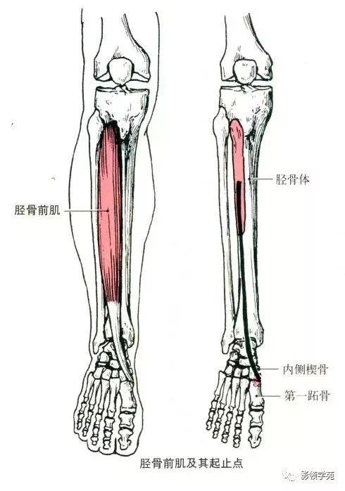 小腿三头肌止于图片