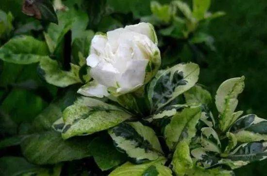 栀子花视频  来源:犍为三农,百度百科