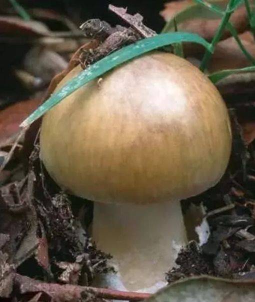 秋日小圆帽