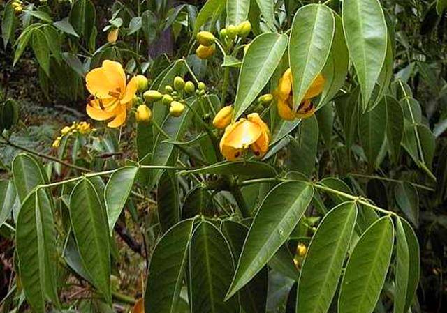这野草叫番泻叶对便秘有很好的帮助遇见可以种植在家里