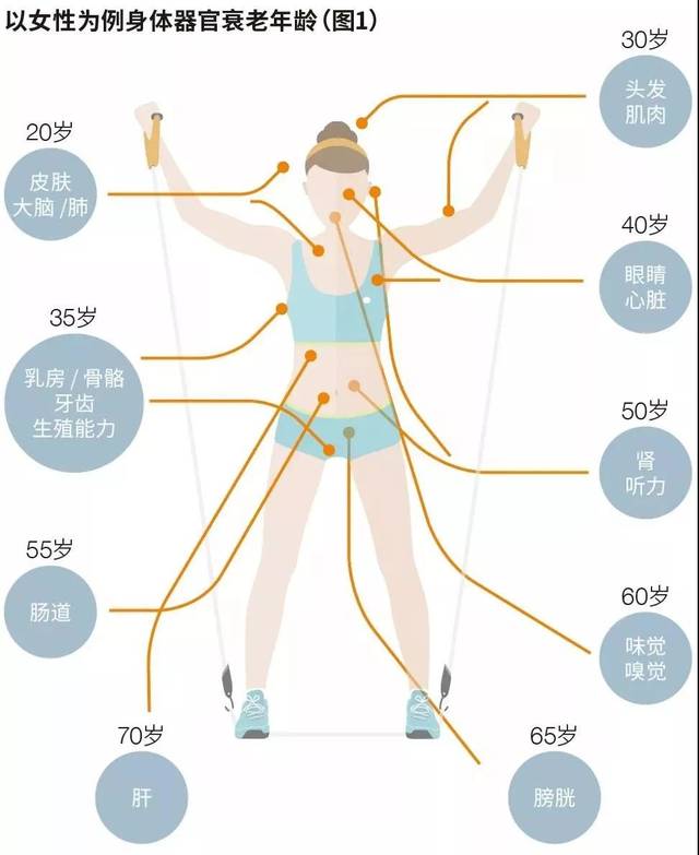 衰老过程 | 20岁起,人体就开始衰老了
