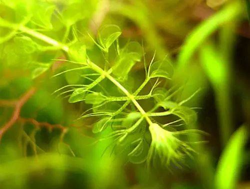 沉水植物家族】-貉藻，水中捕蝇草_手机搜狐网