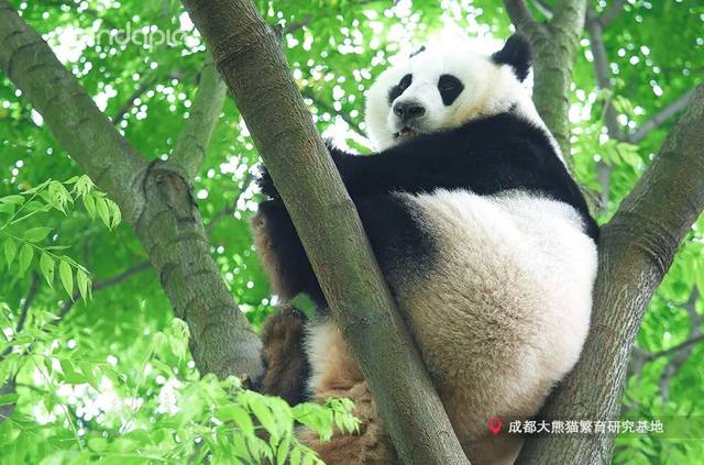 大熊猫有多灵活看完就知道了