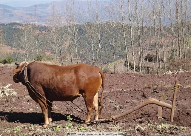 故有懒牛上场屎尿成行之谓;其实它的主要任务是拉犁,故有牛犁春田