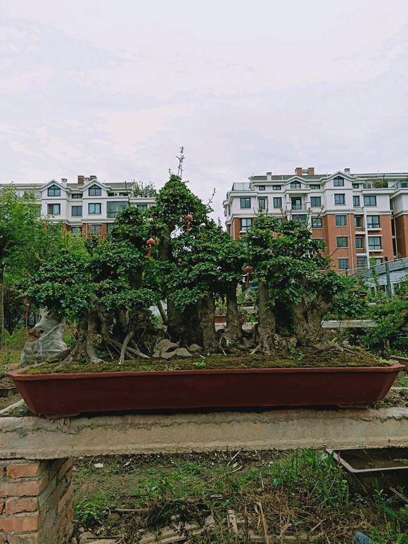 对节白蜡一本多杆大丛林