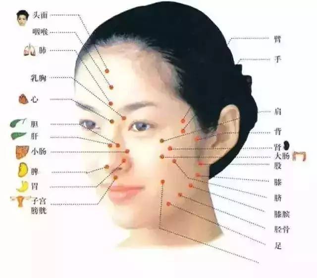 二,痘痘的位置反應病根的位置