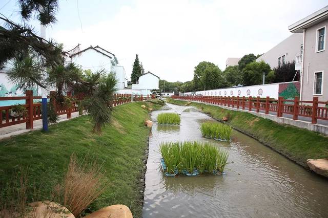 对褚家浜河坡种植了绿化,改善了水环境,美化了水生态,河道面貌得到了