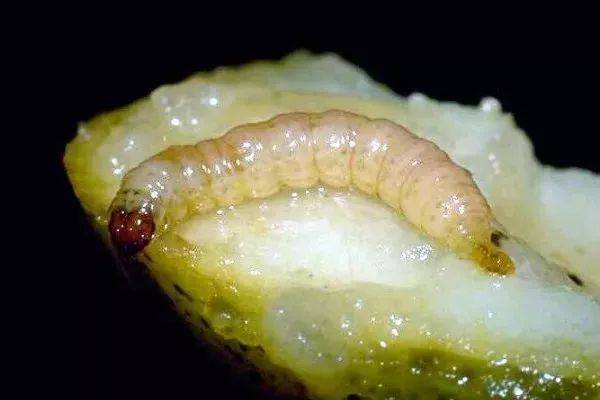 农林联合,部署开展2019年苹果蠹蛾监测查防工作