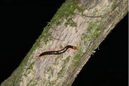 游走的蜈蚣 晚上不一样的视角,总能带来不同的视角体验.