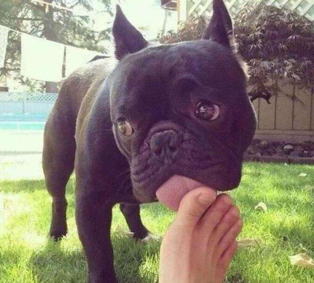 狗为什么喜欢舔主人 狗舔人是代表什么?