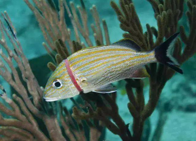 海洋污染震惊了整个娱乐圈 众多明星齐力为海洋发声