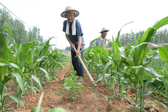 有一种农民自制除草剂能灭掉所有杂草自己在家就能配