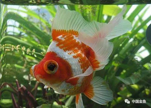 极品蝶尾龙睛饲养手法与心得体会(赶快收藏)_手机搜狐网