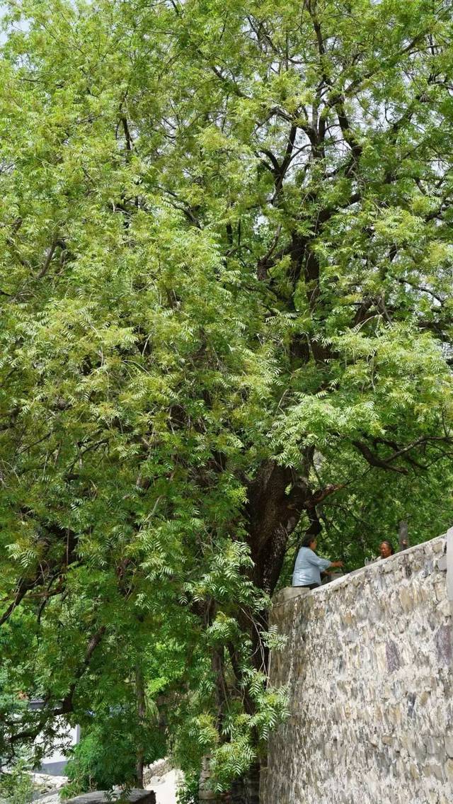 青籽树民宿 · 那人那树那狗_手机搜狐网