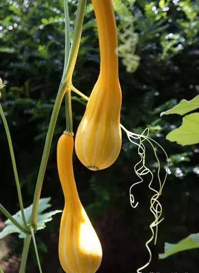 瓜汁还是天然的创可贴,不小心划破手,滴一滴瓜汁,有助于伤口愈合.