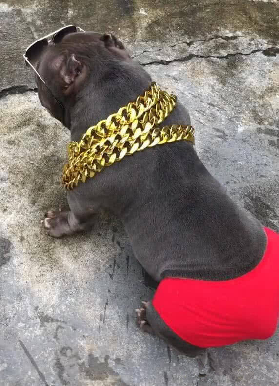 恶霸狗狗穿红裤衩戴大金链子网友做狗要低调