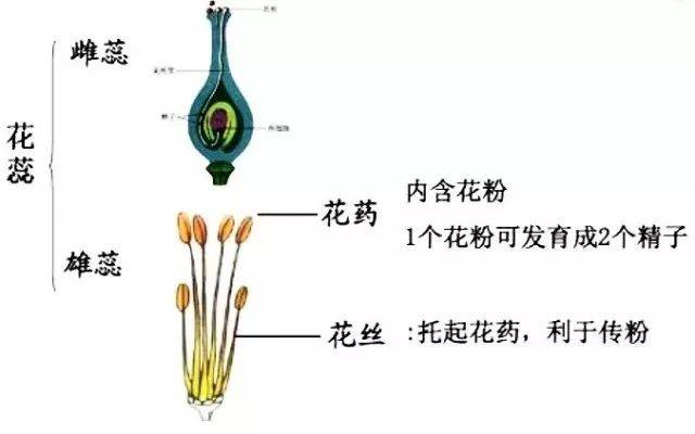 活石爆藻教程图片